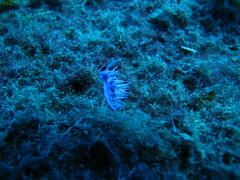 Flabellina affinis