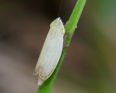 Arthaldeus striifrons