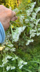 Eupatorium serotinum