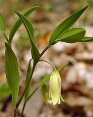 Uvularia puberula