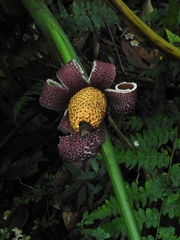 Xanthosoma
