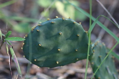 Opuntia macrorhiza