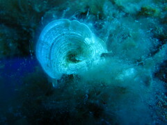 Padina pavonica
