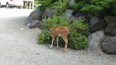 Odocoileus