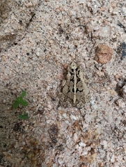 Incilius marmoreus