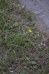 Scorzoneroides autumnalis