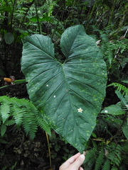Xanthosoma