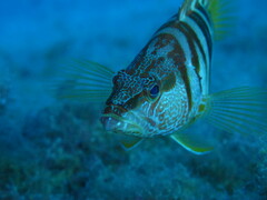 Serranus scriba