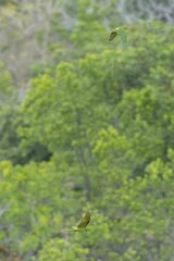 Psittacara leucophthalmus