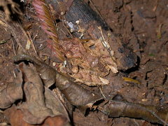 Pristimantis cruentus