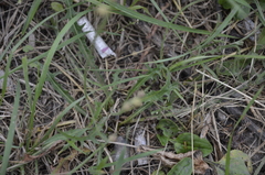 Scorzoneroides autumnalis