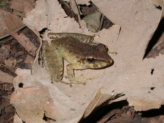 Craugastor crassidigitus