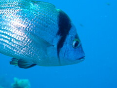 Diplodus vulgaris