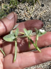 Acmispon americanus