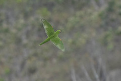 Psittacara leucophthalmus