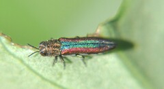 Agrilus rubrovittatus