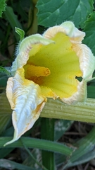 Cucurbita pepo