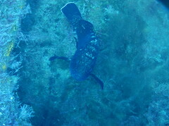 Epinephelus marginatus