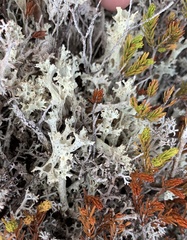 Cladonia boryi