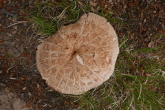 Neolentinus ponderosus