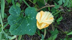 Cucurbita pepo