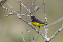 Euphonia chlorotica