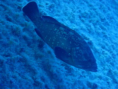 Epinephelus marginatus