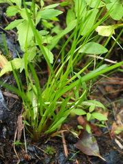 Xyris difformis
