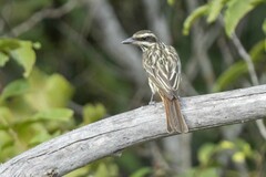 Myiodynastes maculatus