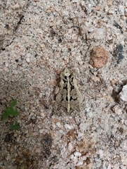 Incilius marmoreus