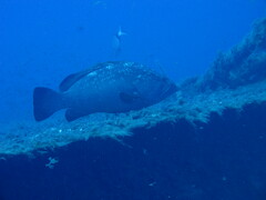 Epinephelus marginatus