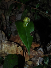 Pleurothallis octavioi