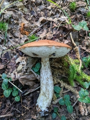 Leccinum
