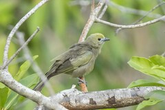 Thraupis palmarum