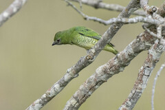 Tersina viridis