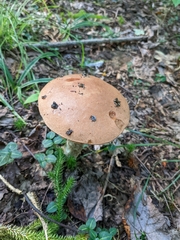 Leccinum