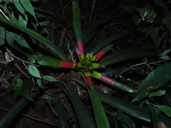 Guzmania squarrosa