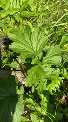 Geum macrophyllum