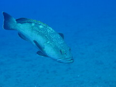Epinephelus marginatus