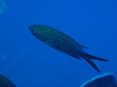 Chromis chromis