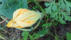 Cucurbita pepo