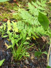 Xyris difformis