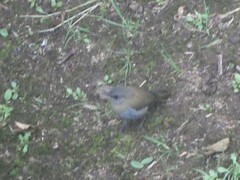 Catharus gracilirostris