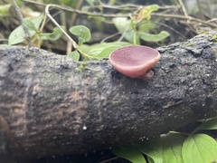 Phillipsia domingensis