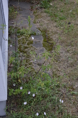 Urtica dioica