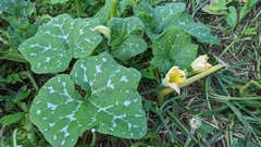 Cucurbita pepo