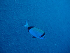 Diplodus vulgaris