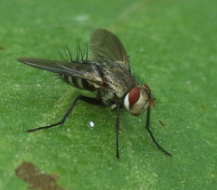 Tachinidae