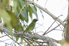 Tersina viridis