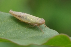 Henschia
